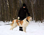 Собаки в Москве: Сагат Мальчик, Бесплатно - фото 4