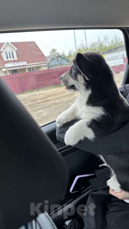 Собаки в Москве: Коржики  Мальчик, Бесплатно - фото 6