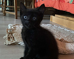 Кошки в Сочи: Котёнок  Девочка, Бесплатно - фото 1