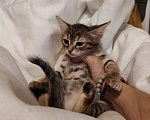 Кошки в Москве: Котенок-девочка  в добрые руки Девочка, Бесплатно - фото 2