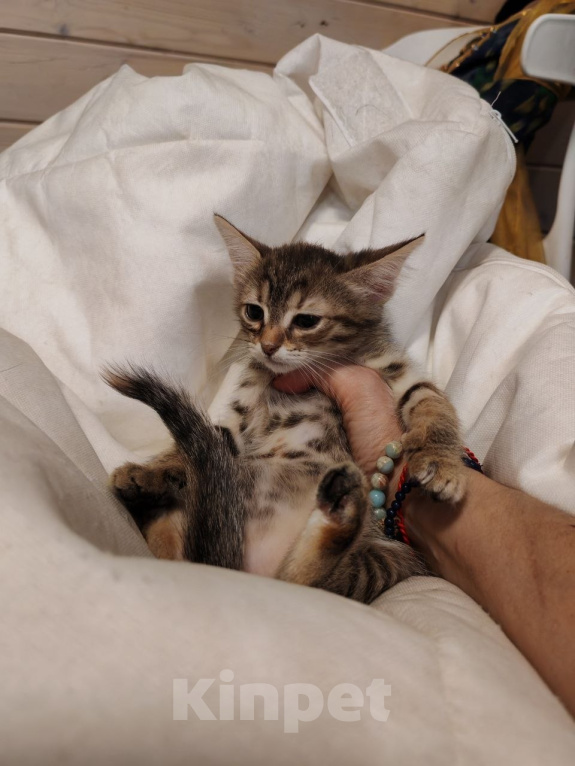 Кошки в Москве: Котенок-девочка  в добрые руки Девочка, Бесплатно - фото 2