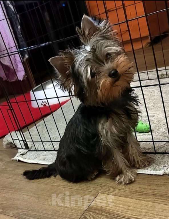 Собаки в Санкт-Петербурге: йорки очаровательные щенки Девочка, 40 000 руб. - фото 2