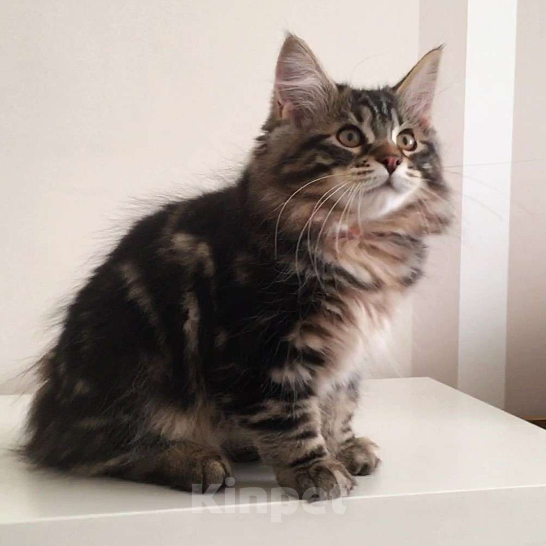 Кошки в Москве: Hunter SPAWN POINT Мальчик, 60 000 руб. - фото 10