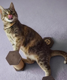Кошечка для души