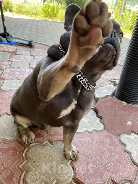 Собаки в Москве: Чивас Мальчик, Бесплатно - фото 3