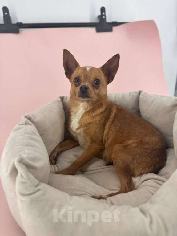 Собаки в Подольске: Чихуа, Взрослая собака Девочка, Бесплатно - фото 1