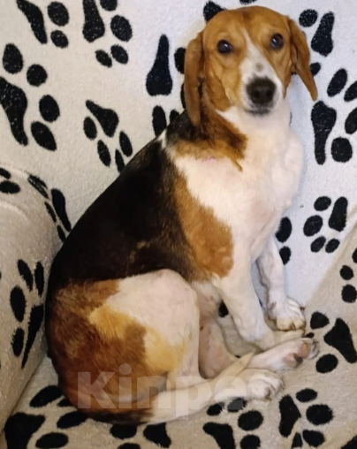 Собаки в Тамбове: Рэми Девочка, Бесплатно - фото 2