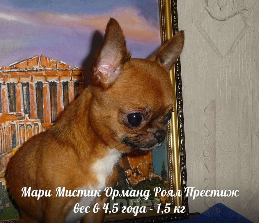 Собаки в Санкт-Петербурге: Микро чихуахуа 220 грамм Геркулес Мальчик, 150 000 руб. - фото 6