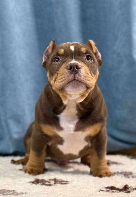 Собаки в Санкт-Петербурге: Продажа Мальчик, 100 000 руб. - фото 6