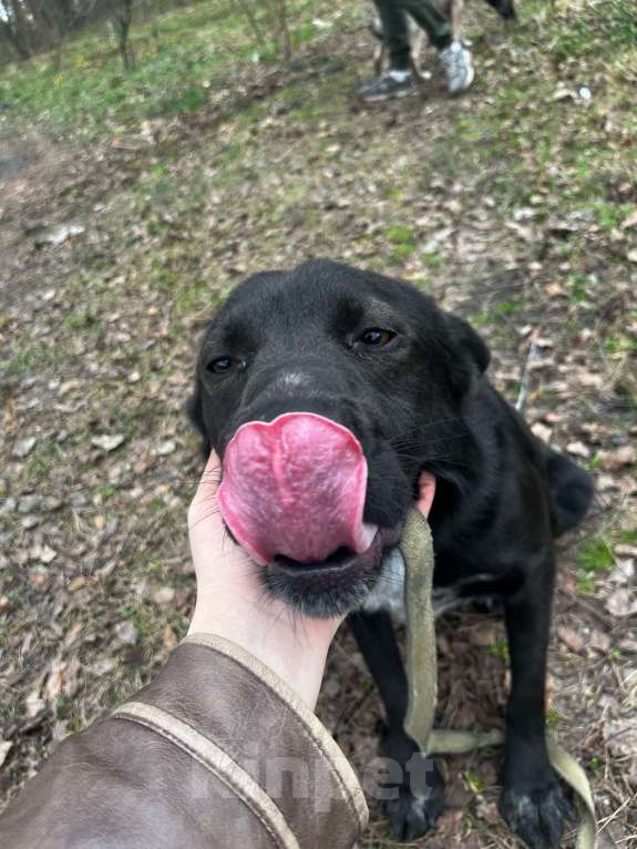 Собаки в Брянске: Лорд Мальчик, Бесплатно - фото 2