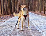 Собаки в Москве: Идеальный компаньон для всей семьи, молодая собака Лесса в добрые руки Девочка, Бесплатно - фото 3