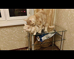 Кошки в Москве: Мейн-кун.Вязка, 5 000 руб. - фото 4