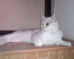 Кошки в Выксе: Шотландский кот вязка, 700 руб. - фото 1