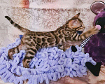 Кошки в Называевске: Бенгальские котятата, 15 000 руб. - фото 7