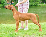 Собаки в Москве: Родезийский риджбек щенки Мальчик, 35 000 руб. - фото 2