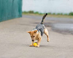Собаки в Москве: Кто согреет сердечко Джесси Девочка, Бесплатно - фото 5