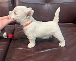 Собаки в Санкт-Петербурге: Щенки Вест-Хайлен-Вайт-Терьеров Разнополые, 65 000 руб. - фото 3