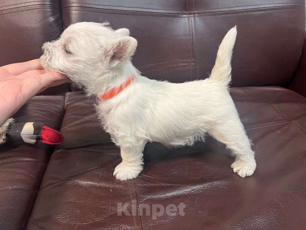 Собаки в Санкт-Петербурге: Щенки Вест-Хайлен-Вайт-Терьеров Разнополые, 65 000 руб. - фото 3