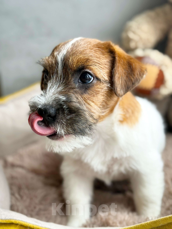 Собаки в Санкт-Петербурге: Кобель Джек Рассел терьера  Мальчик, 80 000 руб. - фото 1