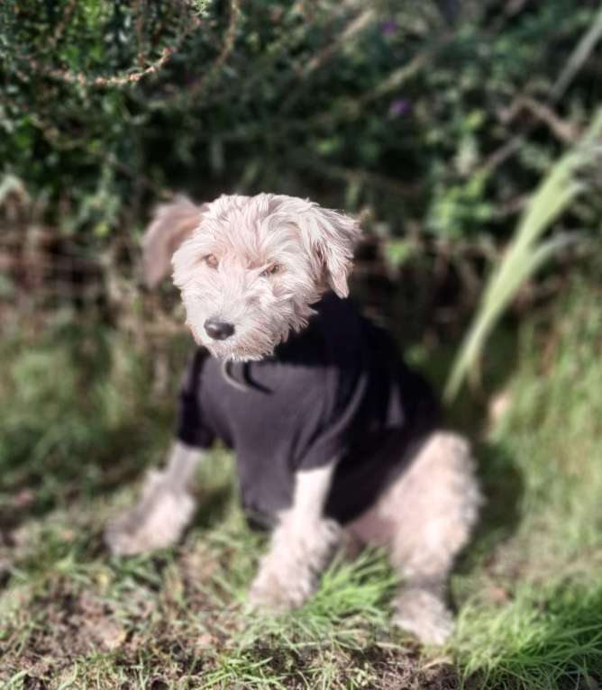 Собаки в Санкт-Петербурге: Собака Тома в добрые руки Девочка, Бесплатно - фото 6