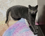 Кошки в Санкт-Петербурге: Кошечка подросток Дымочка ищет дом  Девочка, 500 руб. - фото 3