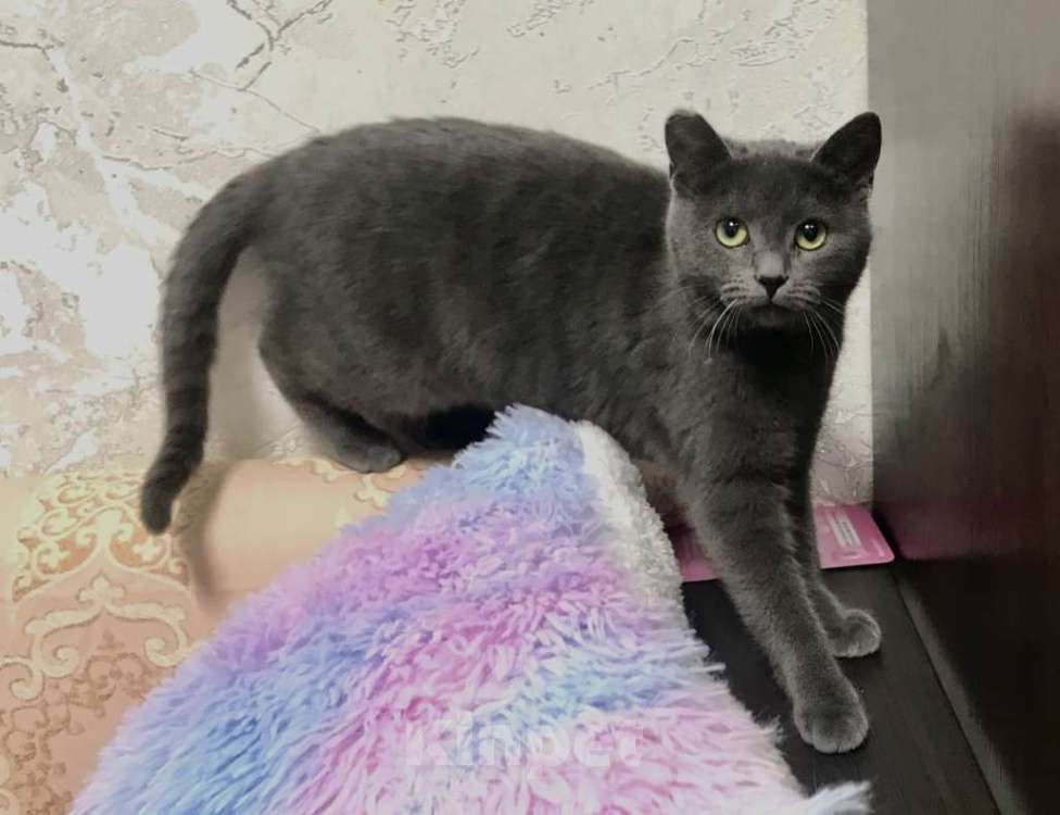 Кошки в Санкт-Петербурге: Кошечка подросток Дымочка ищет дом  Девочка, 500 руб. - фото 3