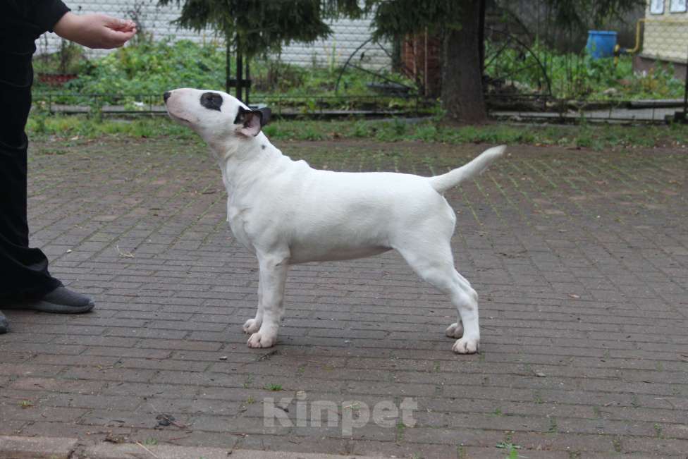 Собаки в Москве: Высокопородные щенки бультерьера Девочка, 100 000 руб. - фото 3