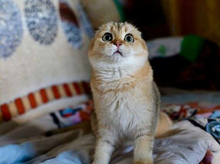 Объявление: Шотландский котик в золотом, 45 000 руб., Москва