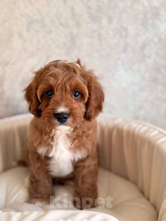 Собаки в Москве: Кавапу щенок Мальчик, 85 000 руб. - фото 1