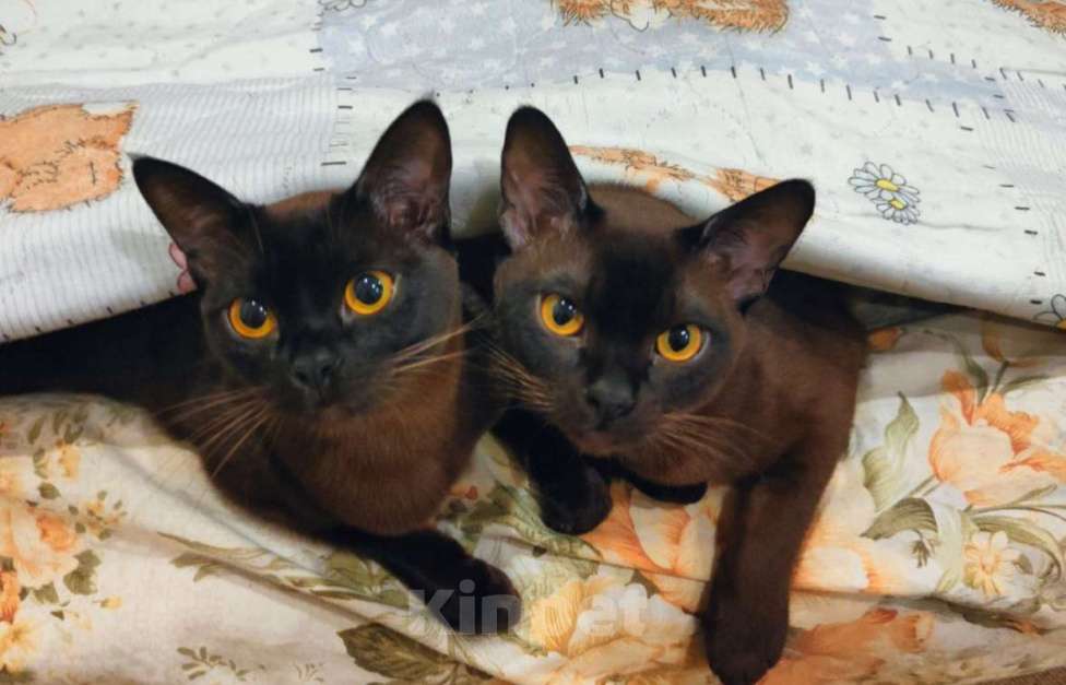 Кошки в Туле: Котята  Девочка, 30 000 руб. - фото 1