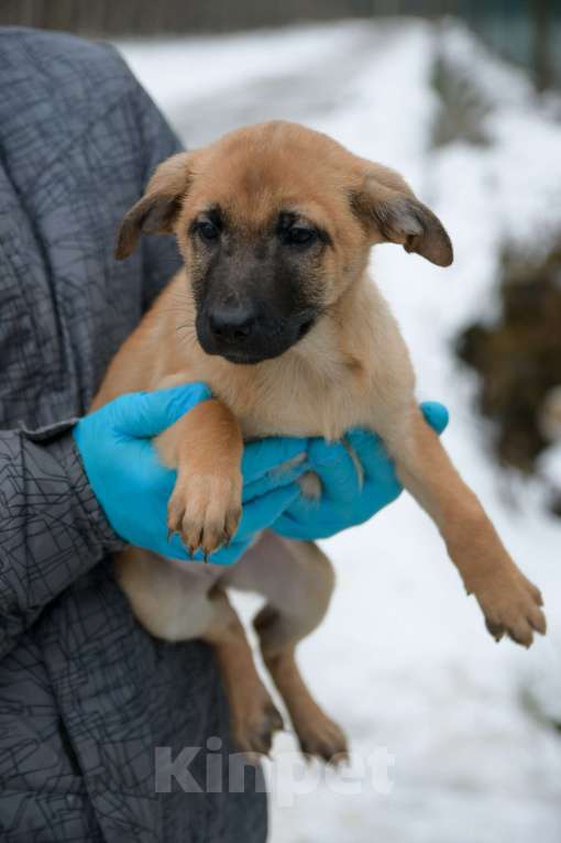 Собаки в Москве: Щенок в добрые руки! Девочка, Бесплатно - фото 4