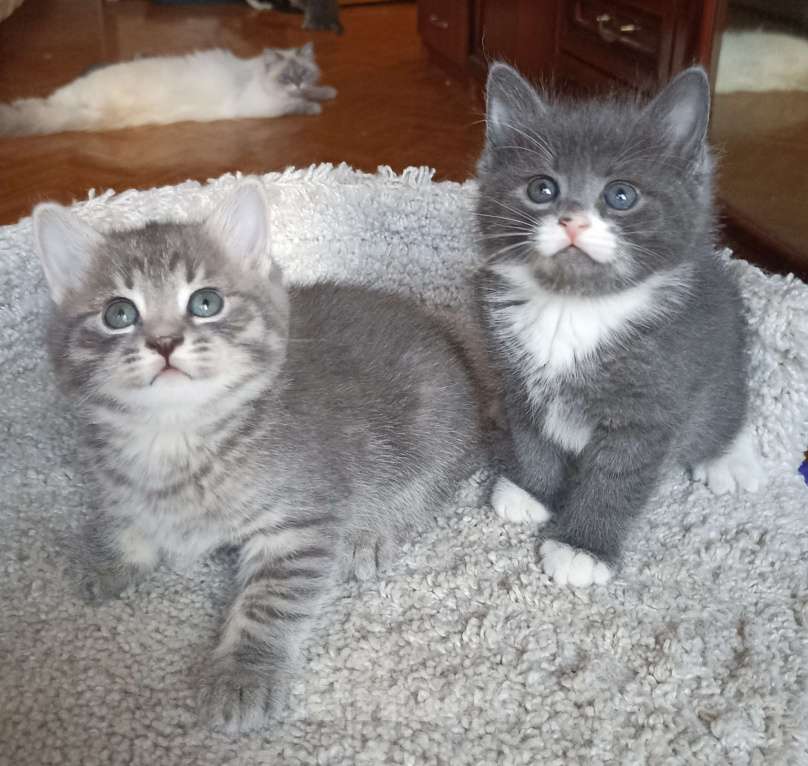 Кошки в Москве: Сесенькая с белым Девочка, 1 000 руб. - фото 5