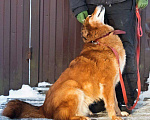 Собаки в Москве: Рыжая пушистая собака-красавица Леди в добрые руки Девочка, 1 руб. - фото 5