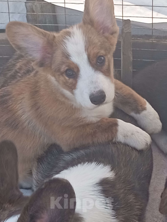 Собаки в Белгороде: Вельш-корги кардиган щенки Мальчик, 45 000 руб. - фото 5
