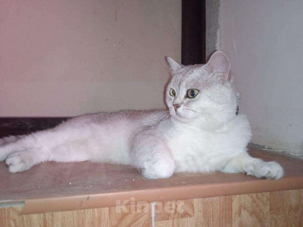 Кошки в Выксе: Шотландский кот вязка, 700 руб. - фото 1