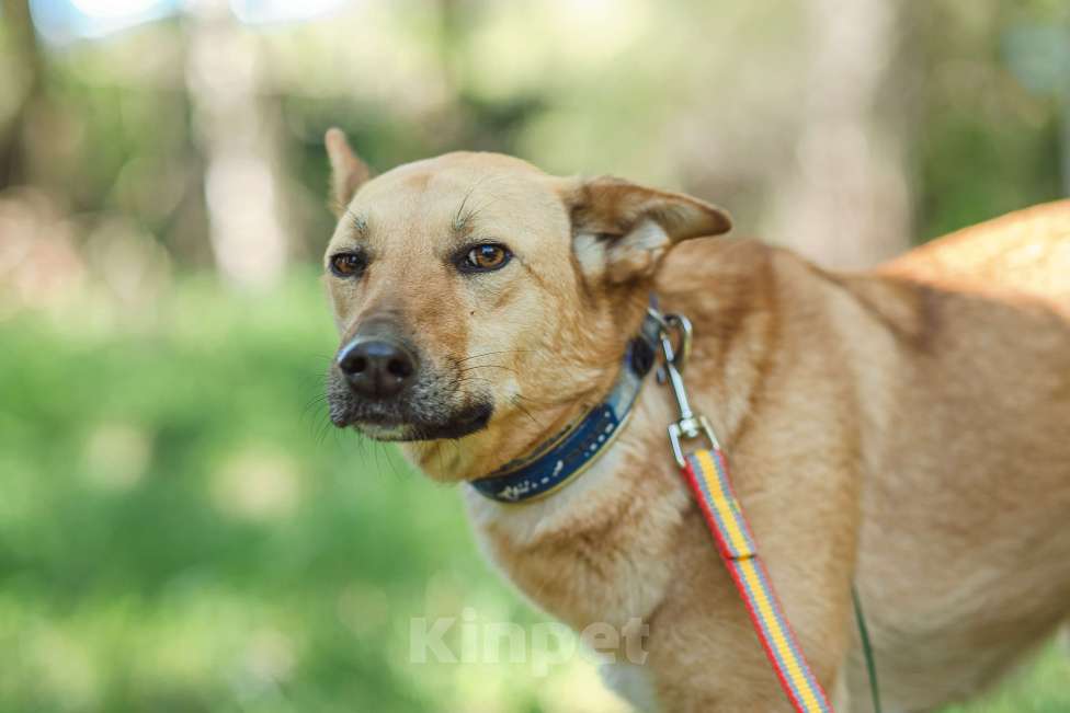 Собаки в Клине: Миниатюрная, ласковая Кнопочка в добрые руки Девочка, Бесплатно - фото 1