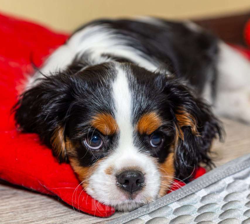 Собаки в Омске: Щенок кавалер кинг чарльз  Мальчик, 65 000 руб. - фото 3