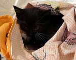 Кошки в Курске: Котёнок в добрые руки Девочка, Бесплатно - фото 1