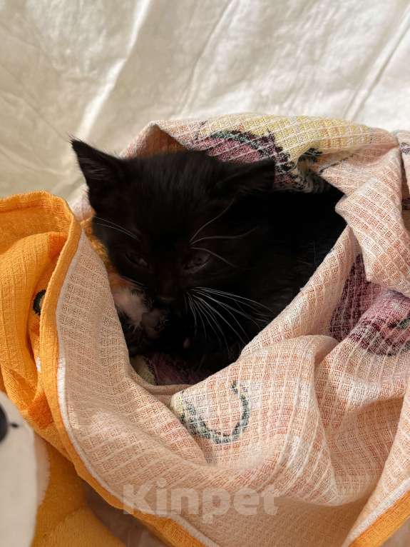 Кошки в Курске: Котёнок в добрые руки Девочка, Бесплатно - фото 1