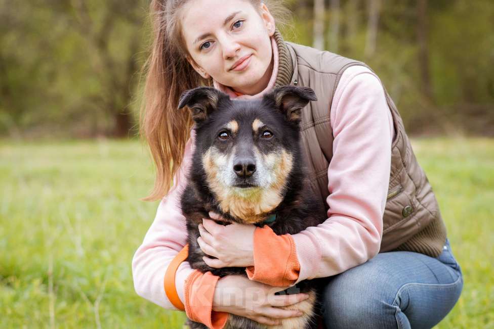 Собаки в Москве: Собака из приюта ищет дом Мальчик, Бесплатно - фото 7