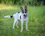 Собаки в Солнечногорске: Щенок в дар Девочка, Бесплатно - фото 8