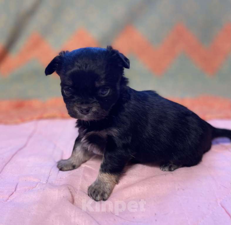 Собаки в Санкт-Петербурге: Очаровательная девочка чихуахуа  Девочка, 35 000 руб. - фото 4