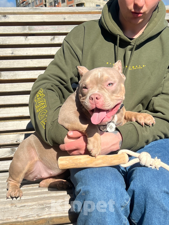 Собаки в Мурином: Лимира Девочка, 50 000 руб. - фото 1