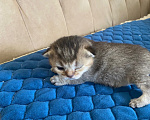 Кошки в Костроме: Котята 13.06.2026 г.р. От чистокровных родиьелей,шотландская золотая шиншилла Мальчик, 15 000 руб. - фото 2