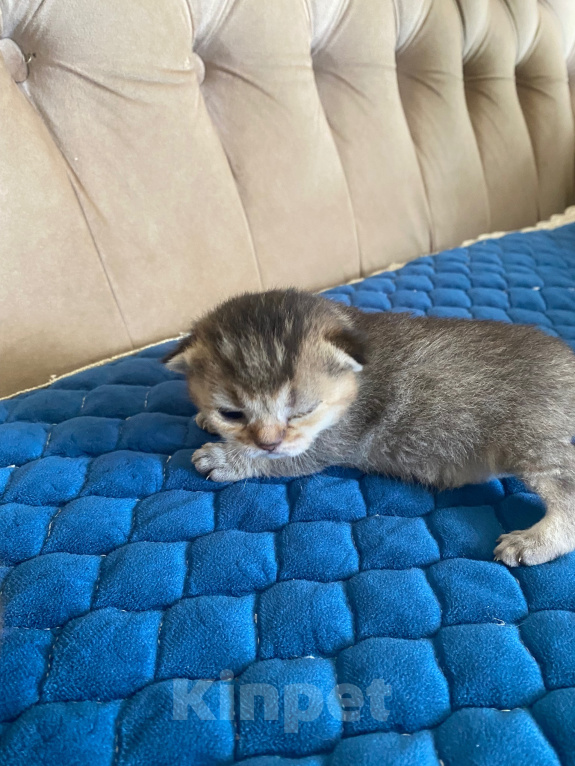 Кошки в Костроме: Котята 13.06.2026 г.р. От чистокровных родиьелей,шотландская золотая шиншилла Мальчик, 15 000 руб. - фото 2