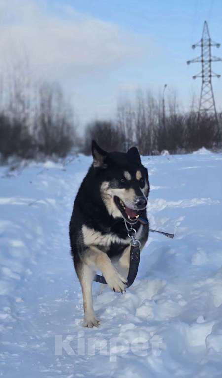 Собаки в Королеве: Малибу! Если вы в поисках не просто питомца, а настоящего друга, с которым хоть на край света Девочка, Бесплатно - фото 10