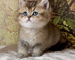 Кошки в Астрахани: Риддик, кот Мальчик, Бесплатно - фото 2