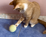Кошки в Одинцово: Рыжий котенок в добрые руки Девочка, Бесплатно - фото 4