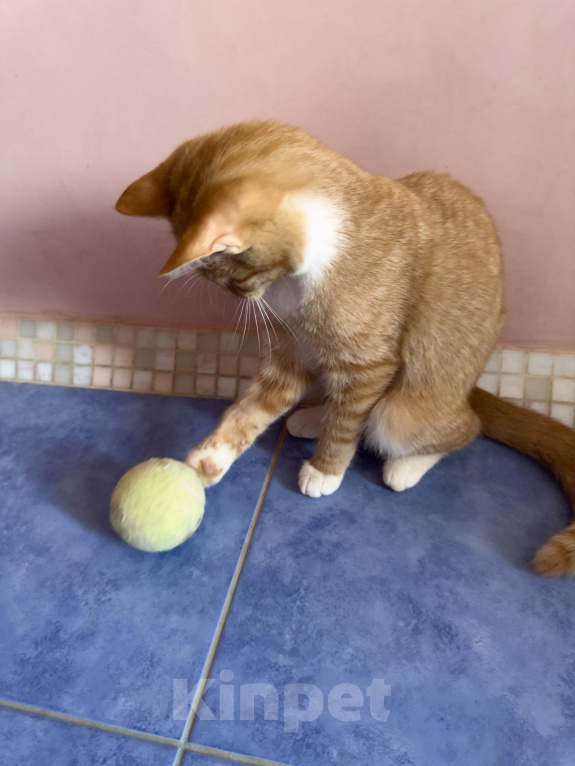 Кошки в Одинцово: Рыжий котенок в добрые руки Девочка, Бесплатно - фото 4
