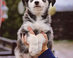 Собаки в Москве: Милые, добрые, ласковые щенки мальчики и девочки в добрые руки Мальчик, 10 руб. - фото 4